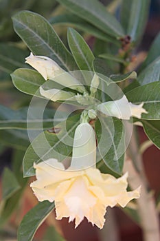 Adenium ivory 0728