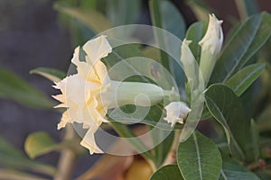 Adenium ivory 0737