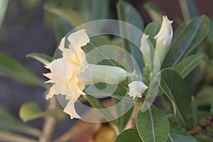 Adenium ivory 0738