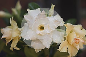 Adenium ivory 0744