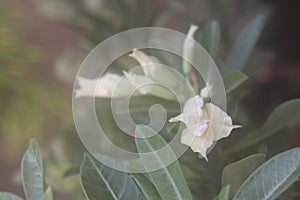 Adenium ivory 0768