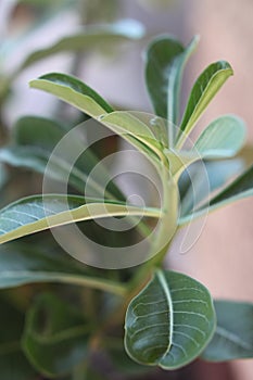 Adenium leaves 0217