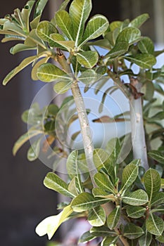 Adenium leaves 0468