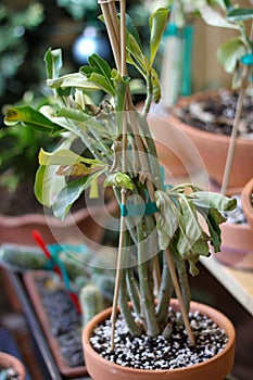 adenium leaves 3462 c