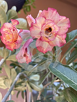 Adenium mae 