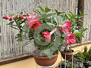 Adenium multiflora (Latin - Adenium Multiflorum