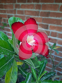 Adenium obesum beautiful red flower and brick background photo