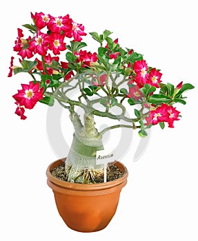 Adenium Obesum bonsai photo