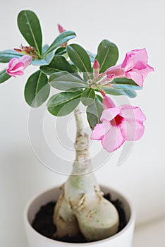 Adenium Obesum Desert Rose photo