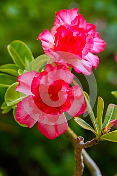 Adenium obesum desert rose