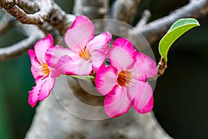 Adenium obesum or Desert Rose , beautiful pink flowers with green blur background in garden,