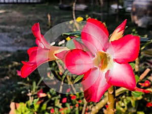Adenium obesum, Desert Rose flower in the garden