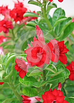 Adenium Obesum or Desert rose flower in the garden background