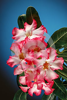 Adenium obesum Desert Rose; Impala Lily; Mock Azalea Blue turquoise background. It can be used as a greeting card