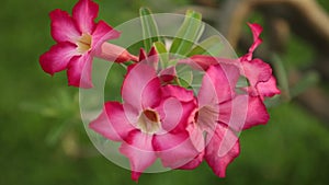 Adenium Obesum Desert Rose Pink Panning High Definition