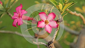 Adenium Obesum Desert Rose Pink Panning High Definition