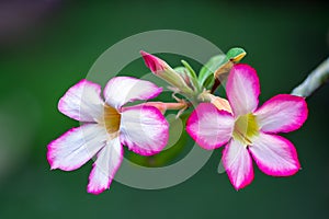 Adenium obesum or Desert Rose or  Pinkbignonia or Impala lily , beautiful pink flowers with green blur background in garden,