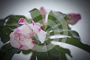 Adenium Obesum Desert Rose stock!