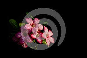 Adenium obesum or Desert Rose with water drops.