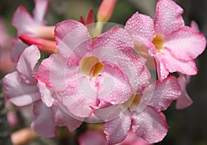 Adenium obesum flower