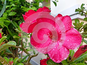 Adenium obesum flower Azalea flowerhas a beautiful red bloom