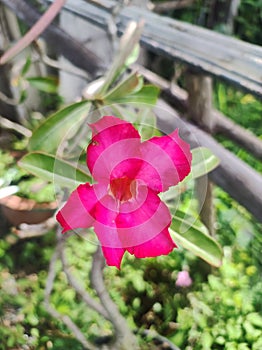 Adenium obesum flower hotpink nature beautiful environment green branch