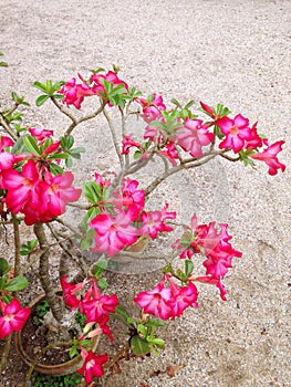 Adenium obesum flower photo