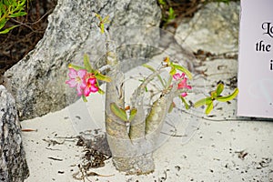 Adenium Obesum flower in sand