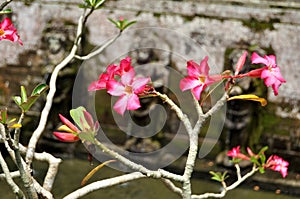 Adenium obesum flowers tree or Apocynaceae flora plant decoration gardening of Goa Gajah temple or Elephant Cave significant Hindu