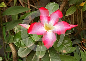 Adenium obesum or mock azalea pink flower