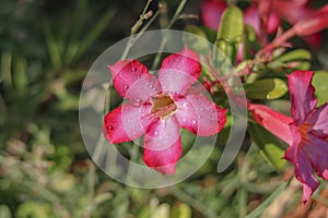 Adenium Obesum pink flowers garden