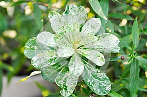 Adenium obesum , Roem and Schult or Impala Lily or Pink Bignonia or Mock Azalea