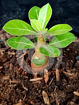 Adenium obesum Seedling Growing Plant photo