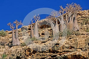 Adenium obesum Socotranum Socotra Yemen
