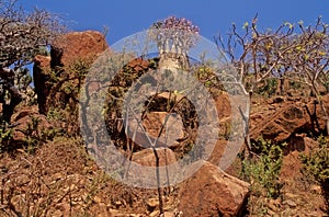 Adenium obesum Socotranum Socotra Yemen