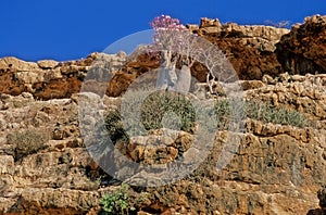 Adenium obesum Socotranum Socotra Yemen