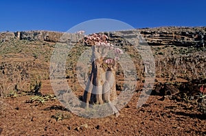 Adenium obesum Socotranum Socotra Yemen