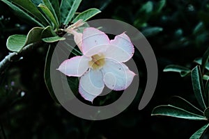 Adenium obesum is a species of flowering plant in the dogbane family