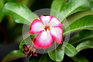 Adenium obesum is a species of flowering plant in the dogbane family, Apocynaceae