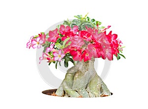 Adenium obesum tree also known as Desert Rose, Impala Lily, Mock