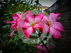 Adenium Obesum with white graded red flowers.