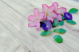 Adenium, pink desert rose and pea flower on wood background