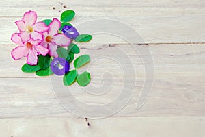 Adenium, pink desert rose and pea flower on wood background