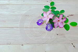 Adenium, pink desert rose and pea flower on wood background