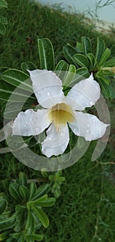 Adenium plant | disert rose  white flower Rain drops on top of the flower. Back green leaf