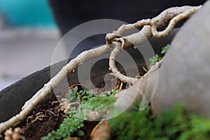 Adenium root plant - Adenium obesum