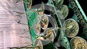 Adenium succulent plants in dormancy