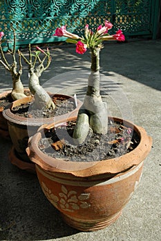 Adenium in Terra Cotta Pots