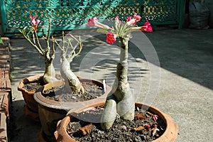 Adenium in Terra Cotta Pots