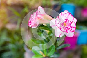 Adenium variant in Asiatic pink